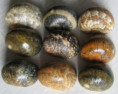 /products/nerita-polita-linnaeus-17587/